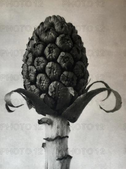 Petasites officinalis. From: Urformen der Kunst (Art Forms in Nature), 1928. Creator: Blossfeldt, Karl (1865-1932).