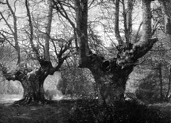 Dedication of Burnham Beeches to the public: spring-time at Burnham Beeches, 1883. Creator: Unknown.