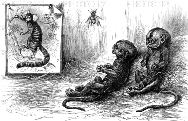 Young marmozets born in London, 1883. Creator: Unknown.