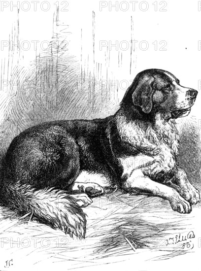 The St. Bernard Dog Show: Bayard, the Champion Rough-Coated Dog, 1883. Creator: J. G..