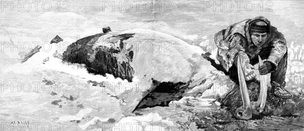 Dead whale on the coast of Bristol Bay, Alaska, 1890. Creator: H. F. Davey.