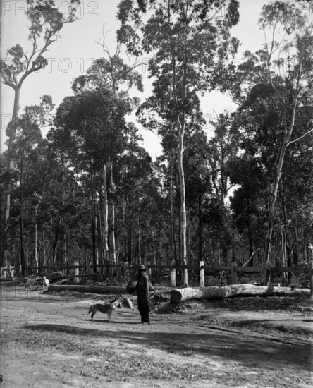 Indigenous Australian man and dogs, unknown location, c1900s. Creator: Robert Augustus Henry L'Estrange.