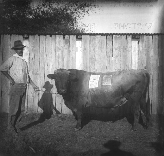 Photo of farmer with a bull - poster about Jenolan Caves stuck on the bull, c1900s. Creator: Robert Augustus Henry L'Estrange.