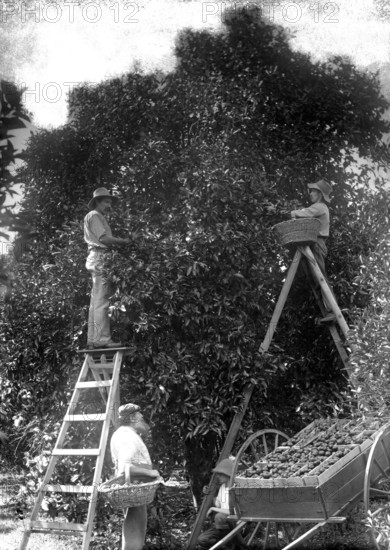 Picking oranges (Frederick George Walker beside cart - Upper Coomera), c1880s. Creator: Robert Augustus Henry L'Estrange.