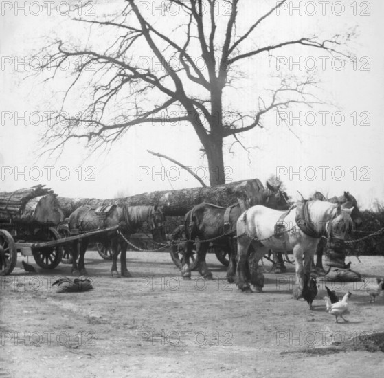 Horse wagon with timber logs, c1900s. Creator: Robert Augustus Henry L'Estrange.