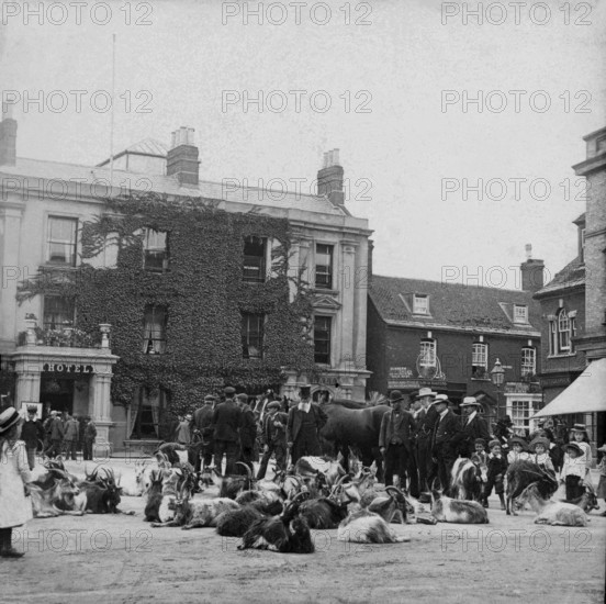 Goat market, possibly Ireland, 1895. Creator: Robert Augustus Henry L'Estrange.