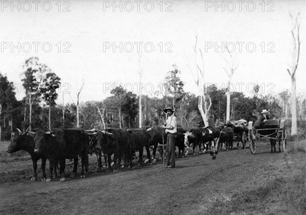 Bullock team and driver hauling timber, c1900s. Creator: Robert Augustus Henry L'Estrange.