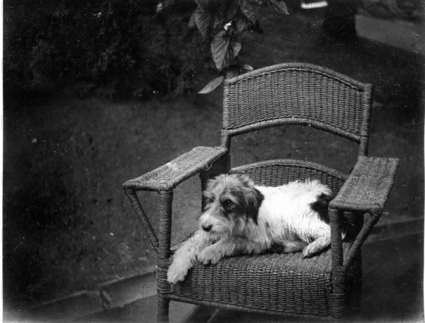 Jack Russell Terrier Dog on wicker chair, Kilternan Abbey, Golden Ball, Ireland c1895. Creator: Robert Augustus Henry L'Estrange.