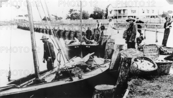 Fishermen unloading their catch from boats at Wynnum Creek, 1907. Creator: Unknown.