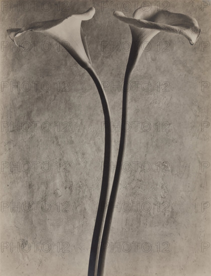 Calla Lilies, c1927. Creator: Tina Modotti.