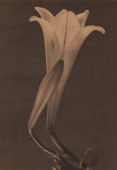 Easter Lily and Bud, 1925. Creator: Tina Modotti.