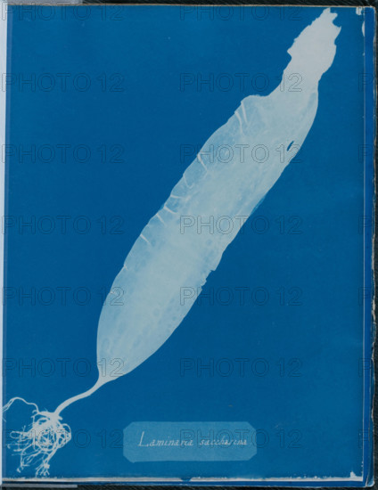 Laminaria saccharina, 1843 or 1844. Creator: Anna Atkins.