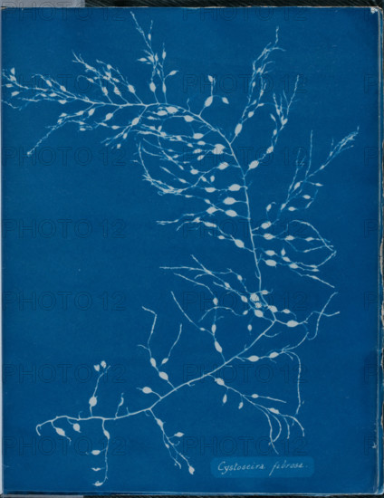 Cystoseira fibrosa, 1843 or 1844. Creator: Anna Atkins.