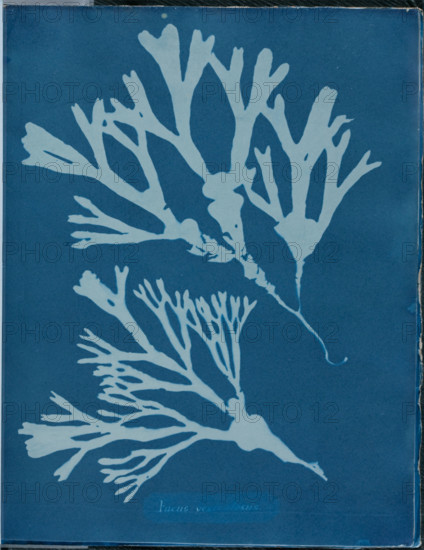 Fucus vesiculosus, 1843 or 1844. Creator: Anna Atkins.