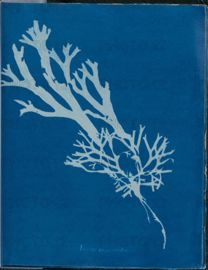 Fucus ceranoides, 1843 or 1844. Creator: Anna Atkins.