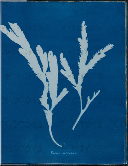 Fucus serratus, 1843 or 1844. Creator: Anna Atkins.
