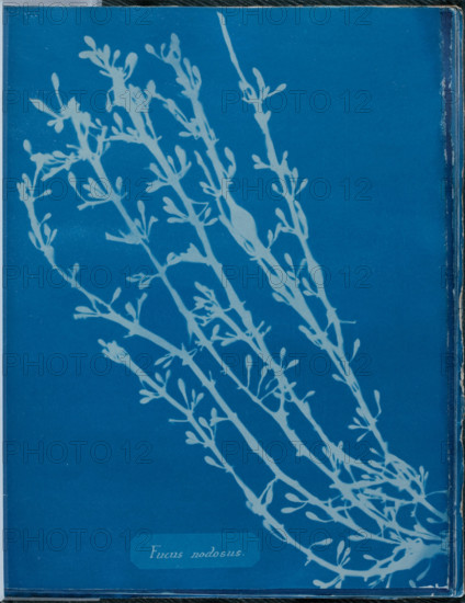 Fucus nodosus, 1843 or 1844. Creator: Anna Atkins.
