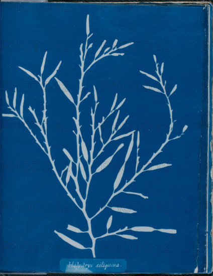 Halydrys siliquosa, 1843 or 1844. Creator: Anna Atkins.
