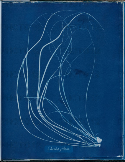 Chorda filium, 1843 or 1844. Creator: Anna Atkins.