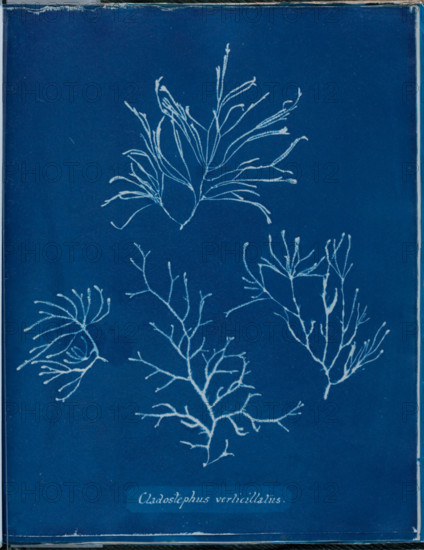Cladostephus verticellatus, 1843 or 1844. Creator: Anna Atkins.