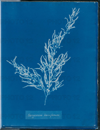 Sargassum bacciferum, 1843 or 1844. Creator: Anna Atkins.