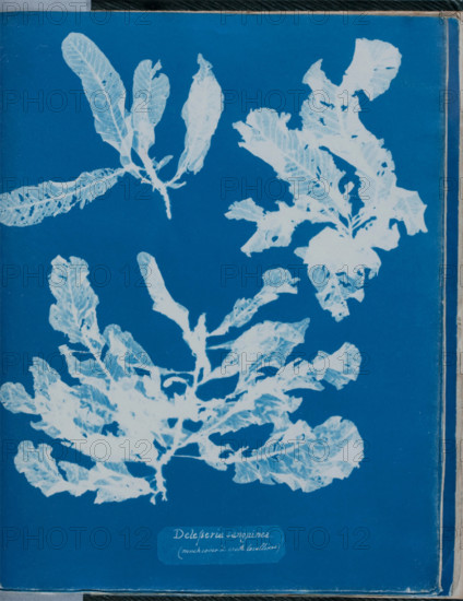 Delesseria sanguinea (much cover'd with Corallines), 1843 or 1844. Creator: Anna Atkins.