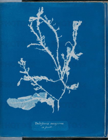 Delesseria sanguinea in fruit, 1843 or 1844. Creator: Anna Atkins.