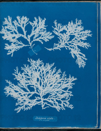 Delesseria alata a. in fruit, 1843 or 1844. Creator: Anna Atkins.