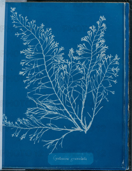 Cystoseria granulata, 1843 or 1844. Creator: Anna Atkins.
