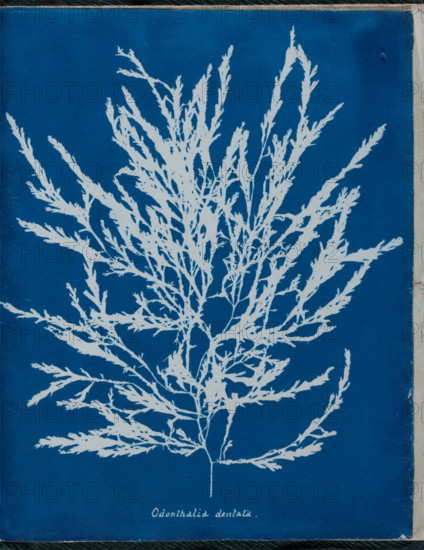 Odonthalia dentata, 1843 or 1844. Creator: Anna Atkins.