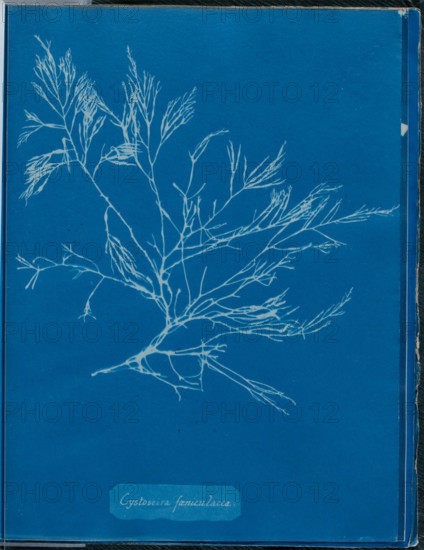 Cystoseira foeniculacea, 1843 or 1844. Creator: Anna Atkins.