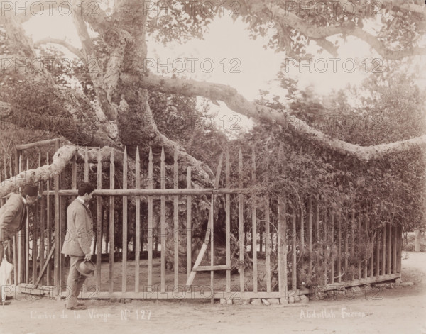 L'arbre de la Vièrge, c1880. Creator: Abdullah Frères.