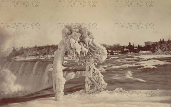 Frosted tree Luna Island. Creator: Unknown.