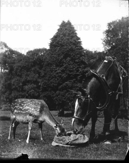 Horse and deer eating from bag, c1900s. Creator: Robert Augustus Henry L'Estrange.