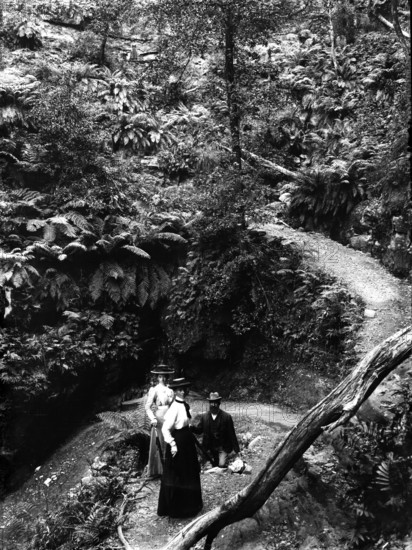 Rainforest location, possibly Mount Tamborine, c1900s. Creator: Robert Augustus Henry L'Estrange.