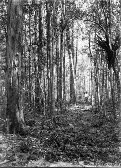 Unknown man in forest of trees, c1900s. Creator: Robert Augustus Henry L'Estrange.