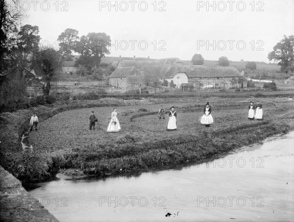 Local people gathering watercress in a field by the River Kennet, Ramsbury, Wiltshire, 1860-1914. Creator: Frederick Ault.
