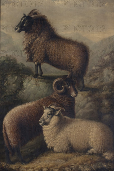 Three Welsh Sheep, 1835. Creator: William Shiels.