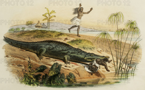 Nile crocodile attacking a child, 1856. Creator: Edouard Travies.