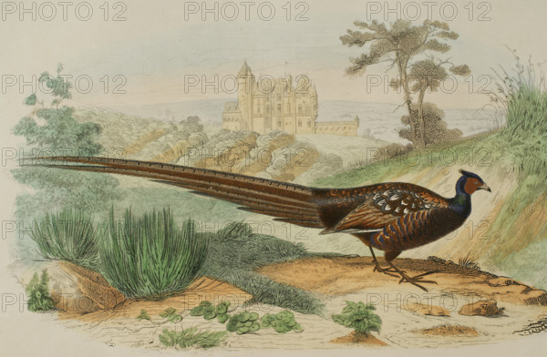 Pheasant, 1856. Creator: Edouard Travies.