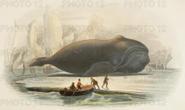 The whale, 1856. Creators: Edouard Travies, Beyer and Manceau.