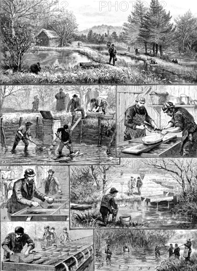 Fish-breeding; a Surrey trout-farm, 1890. Creator: Unknown.