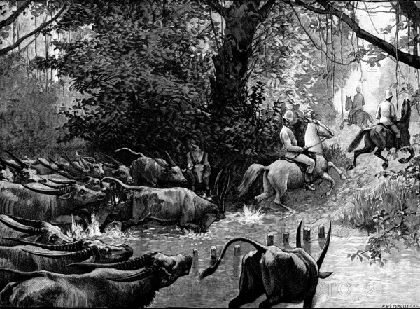 Sketches in Formosa: pursued by water-buffaloes, 1890. Creator: H. Werdmüller.