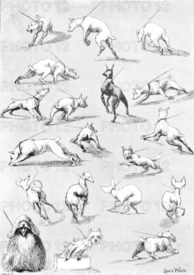 Nature's Fitful Moments: sketches at the Kennel Club Dog Show, 1890. Creator: Carl Hentschel.