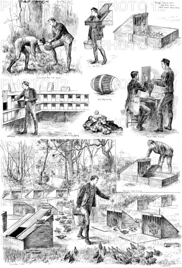Rearing Pheasants: sketches at the Duke of Norfolk’s Pheasantry at Angmering Park, Sussex, 1890. Creator: Carl Hentschel.