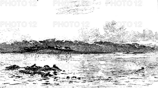 The Seals’ Sanctuary, Colin Hunter, A.R.A. - Royal Academy, 1890.  Creator: Carl Hentschel.