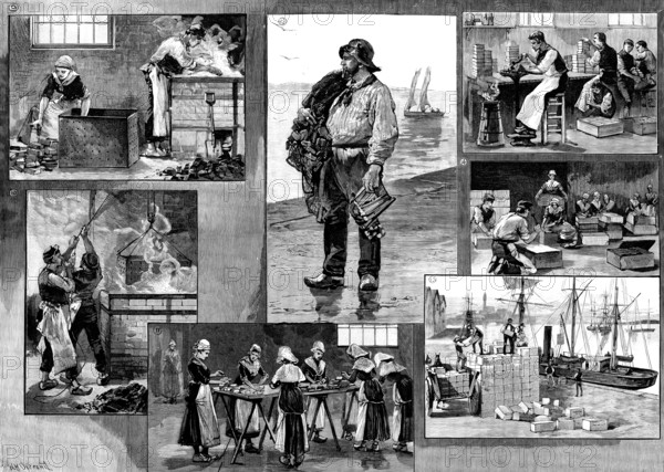 The French Sardine Industry, 1890. Creator: R. Taylor.