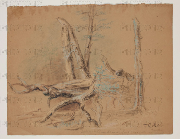 Trunks of Trees and Foliage, between 1820 and 1848. Creator: Thomas Cole.