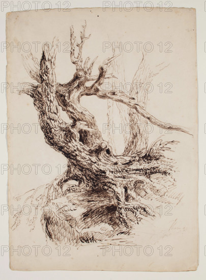 Gnarled Tree Trunk, c1826. Creator: Thomas Cole.