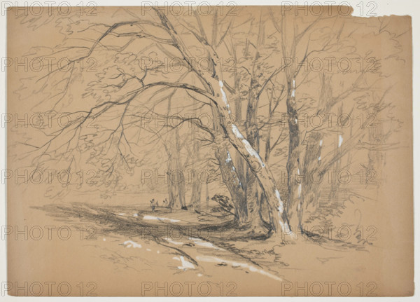 Woodland Trees, 19th century. Creator: John William Casilear.
